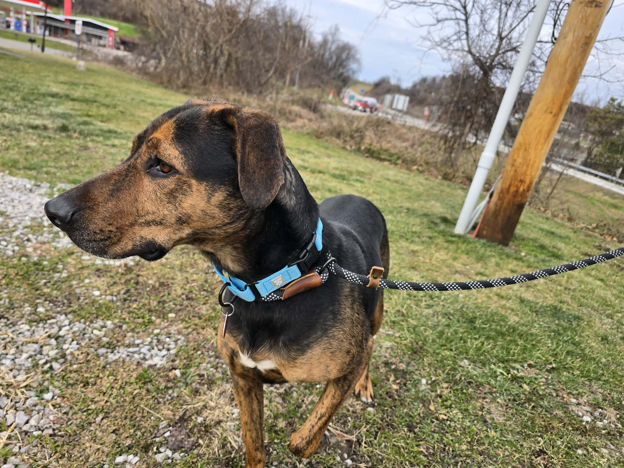 Enlarge Cooper, a ADOPTABLE mixed breed in St. Clairsville, OH image 2/2