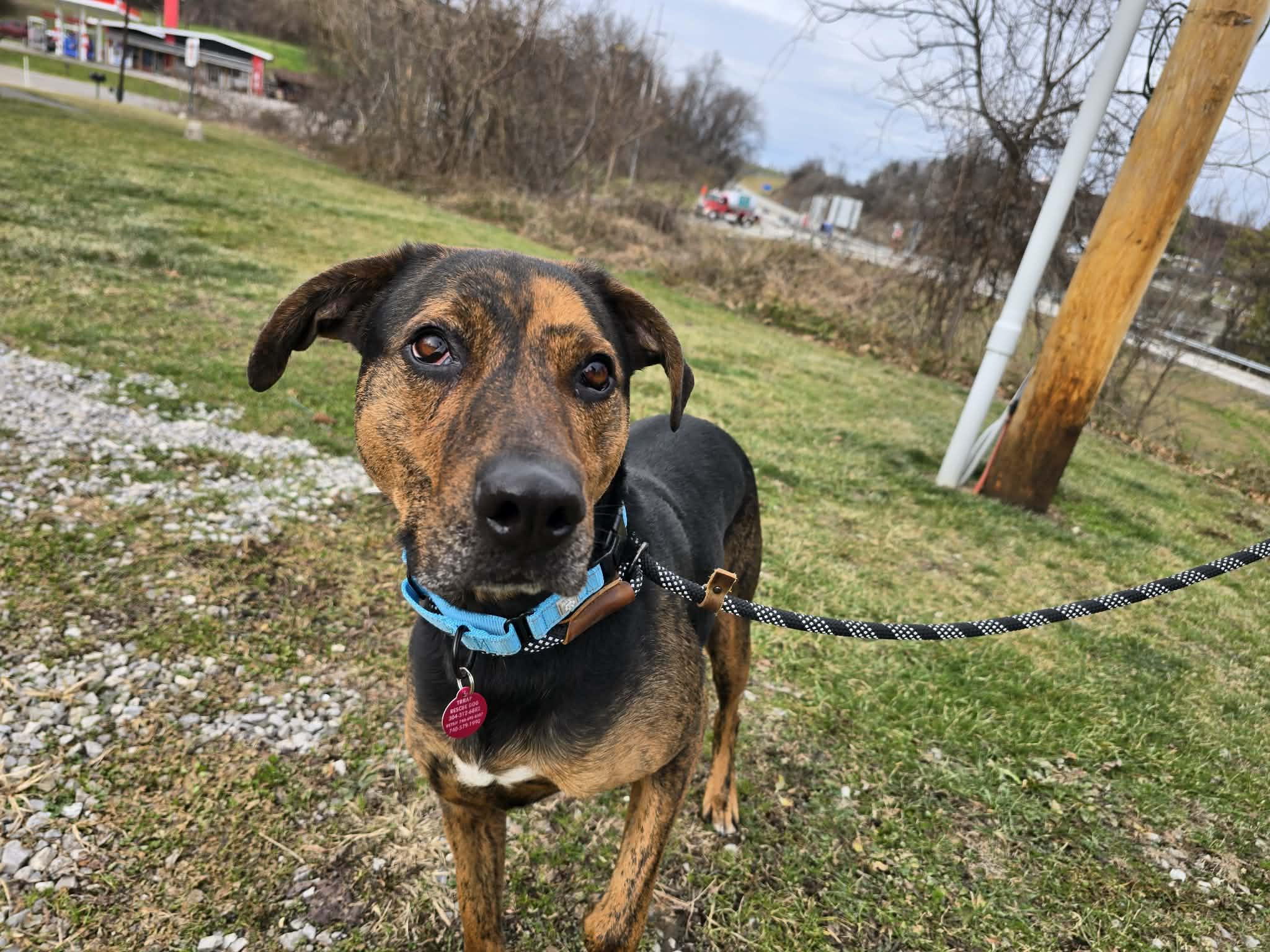 Enlarge Cooper, a ADOPTABLE mixed breed in St. Clairsville, OH image 1/2