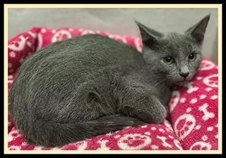 PHOENIX, Adoptable, Kitten Female Domestic Short Hair.