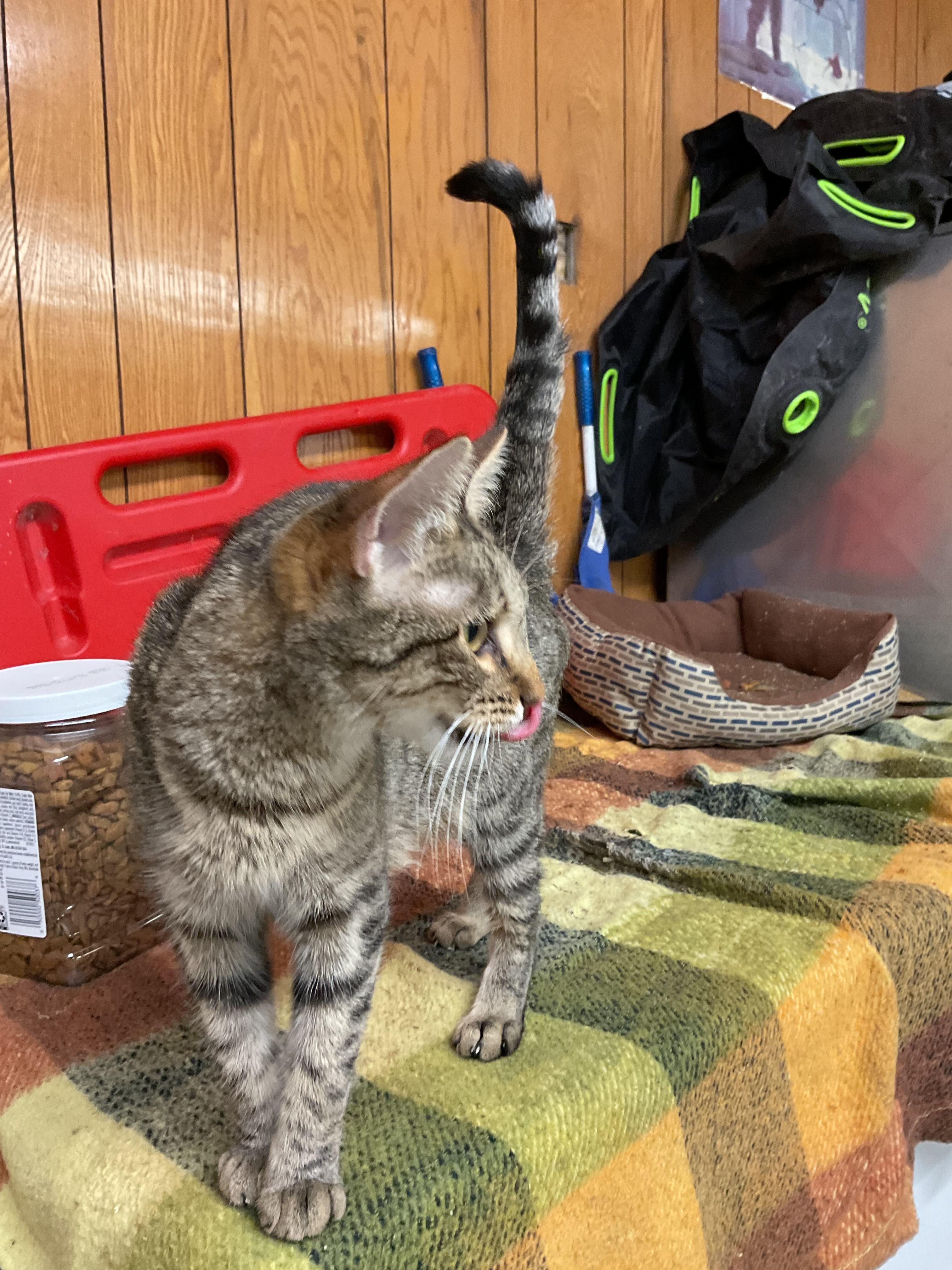 Enlarge Joyce, a Adoptable Domestic Short Hair in Fort Madison, IA image 1/5