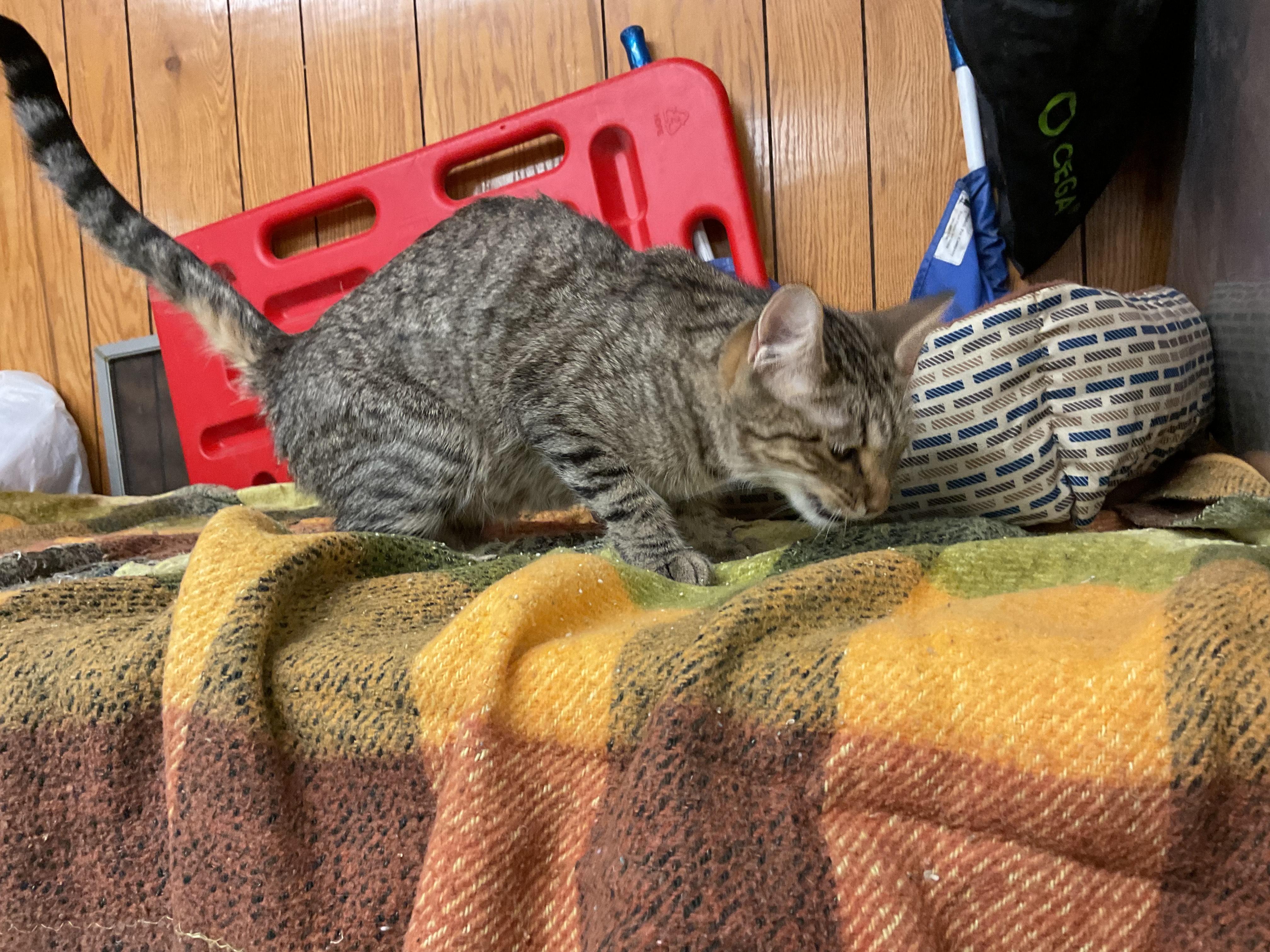 Enlarge Joyce, a Adoptable Domestic Short Hair in Fort Madison, IA image 2/5