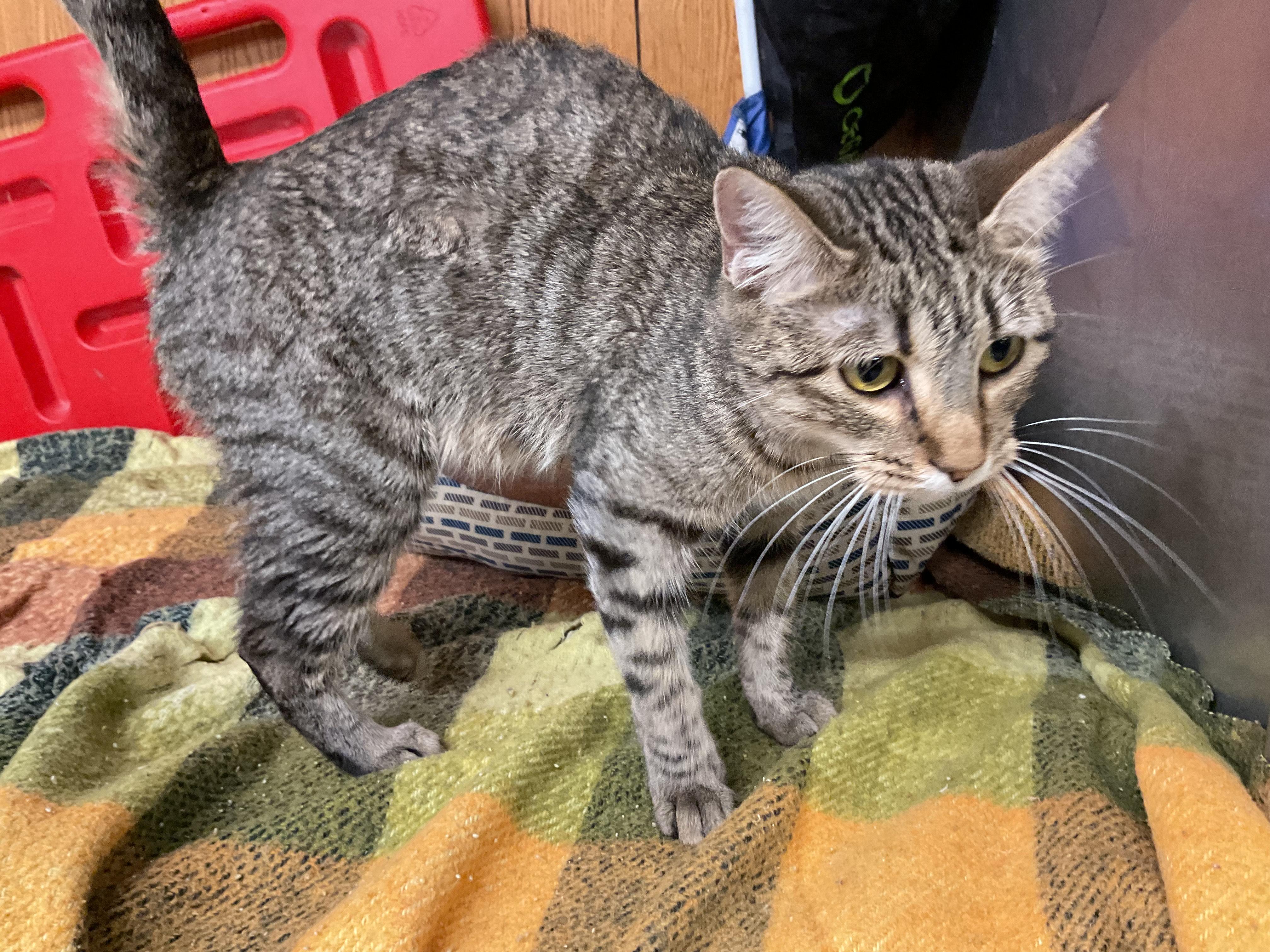 Enlarge Joyce, a Adoptable Domestic Short Hair in Fort Madison, IA image 3/5