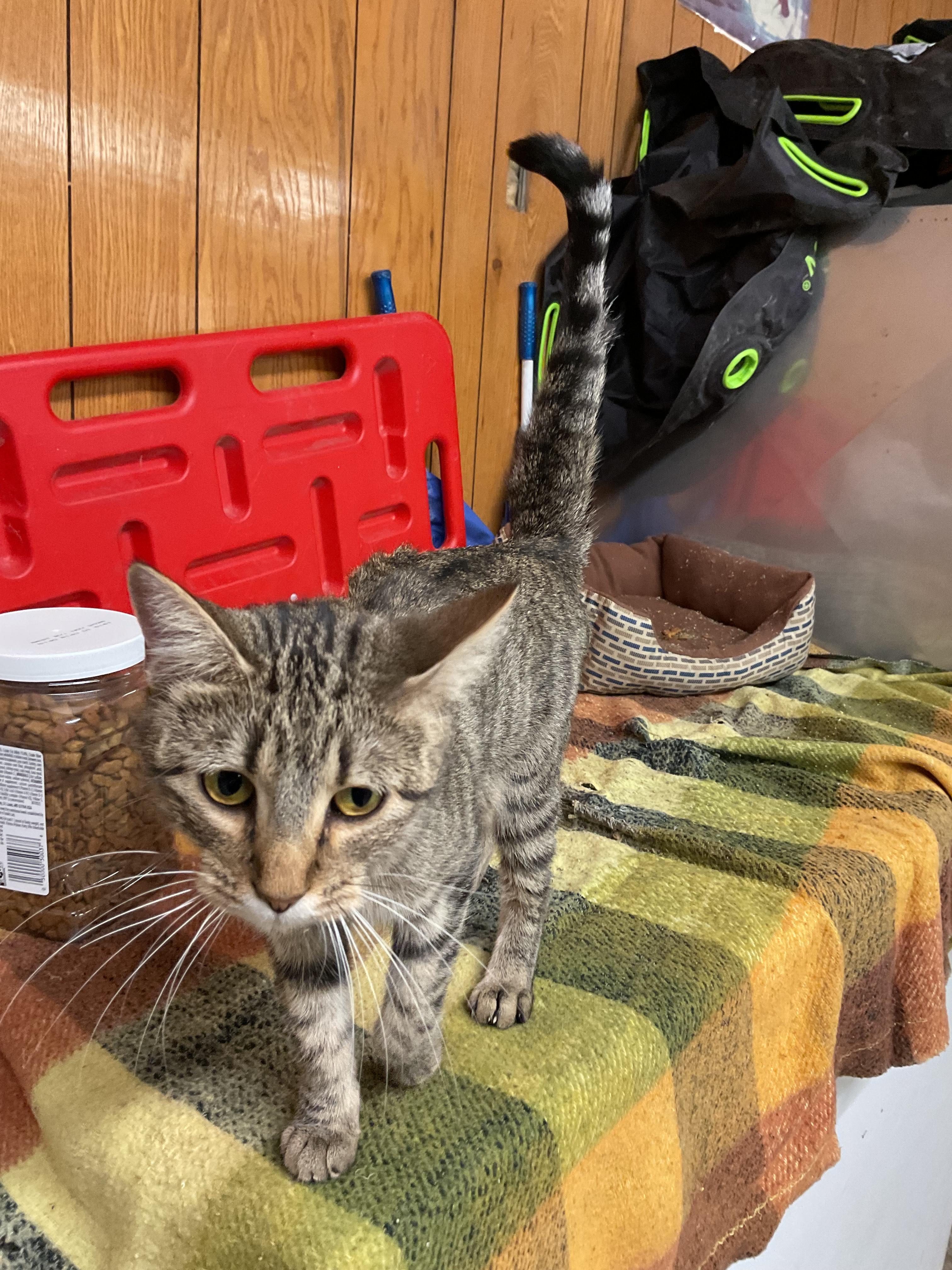 Enlarge Joyce, a Adoptable Domestic Short Hair in Fort Madison, IA image 4/5