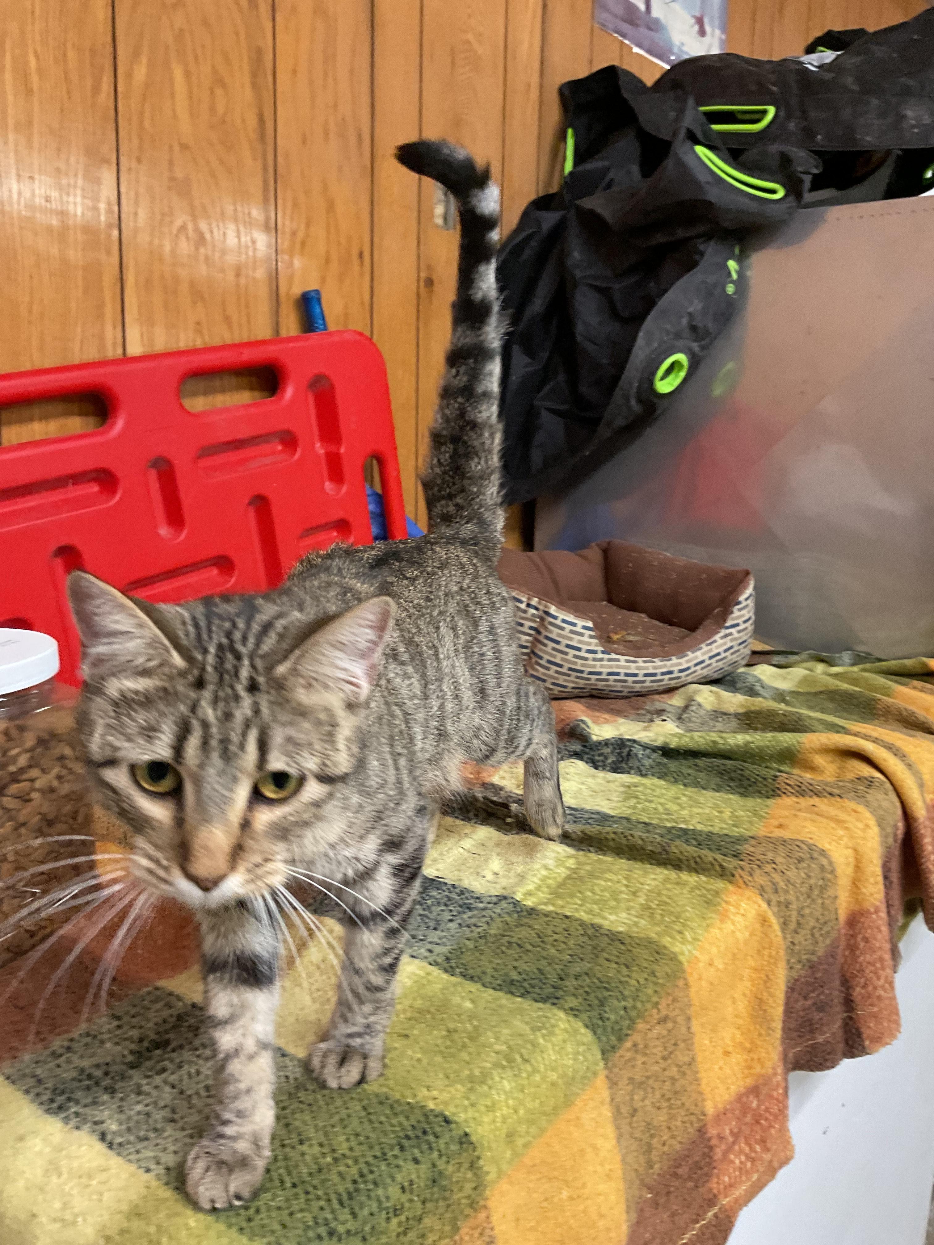 Enlarge Joyce, a Adoptable Domestic Short Hair in Fort Madison, IA image 5/5