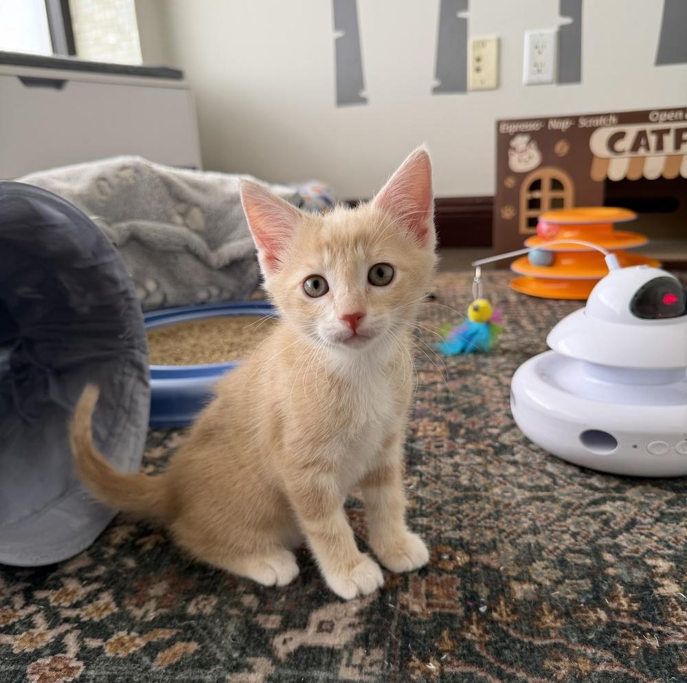 Enlarge Tango, a Adoptable Domestic Short Hair in Fort Lauderdale, FL image 2/5