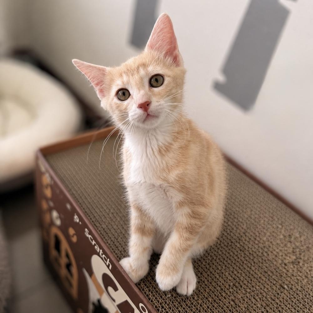 Enlarge Tango, a Adoptable Domestic Short Hair in Fort Lauderdale, FL image 3/5