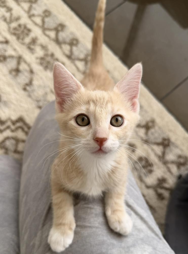 Enlarge Tango, a Adoptable Domestic Short Hair in Fort Lauderdale, FL image 4/5