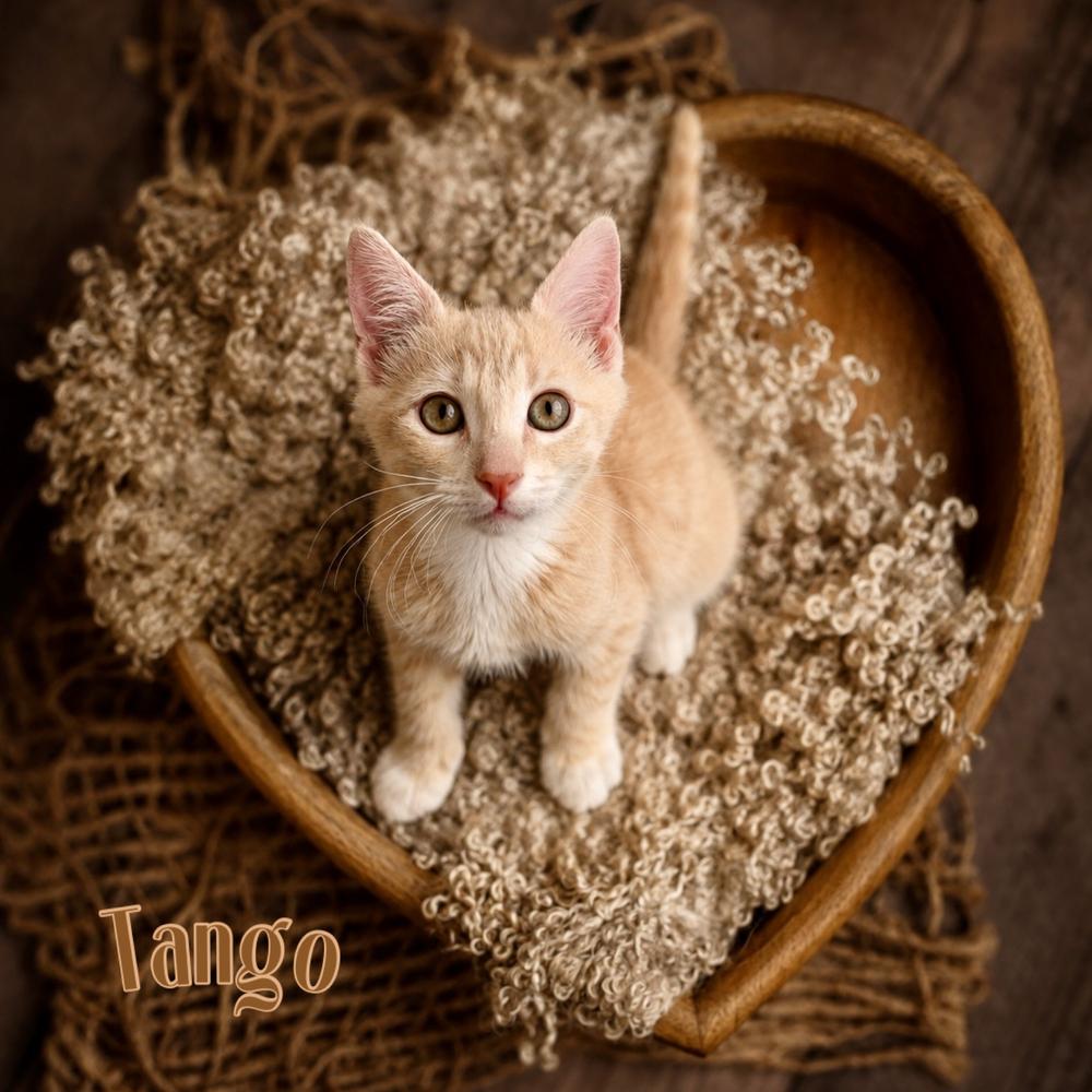 Enlarge Tango, a Adoptable Domestic Short Hair in Fort Lauderdale, FL image 5/5