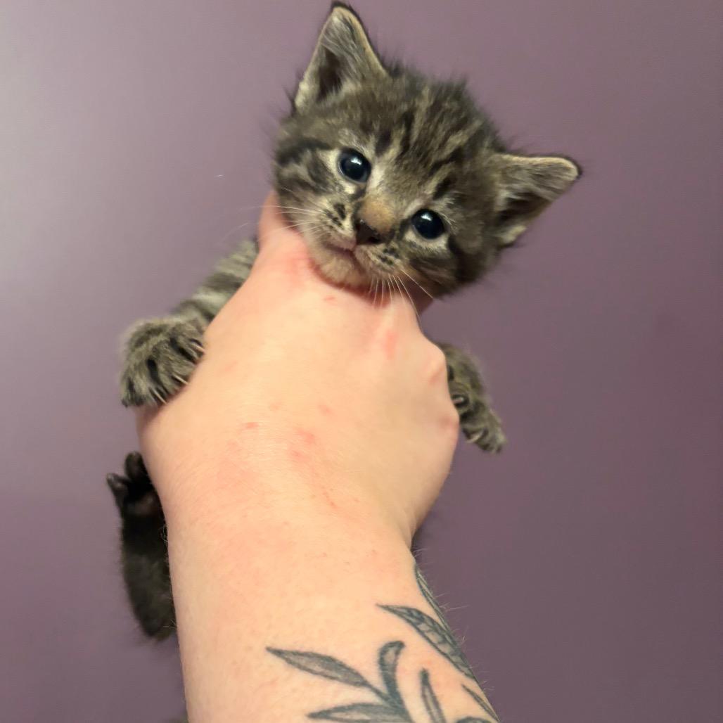 Enlarge Mary Had A Little Lamb, a Adoptable Domestic Short Hair in Morganton, NC image 1/1