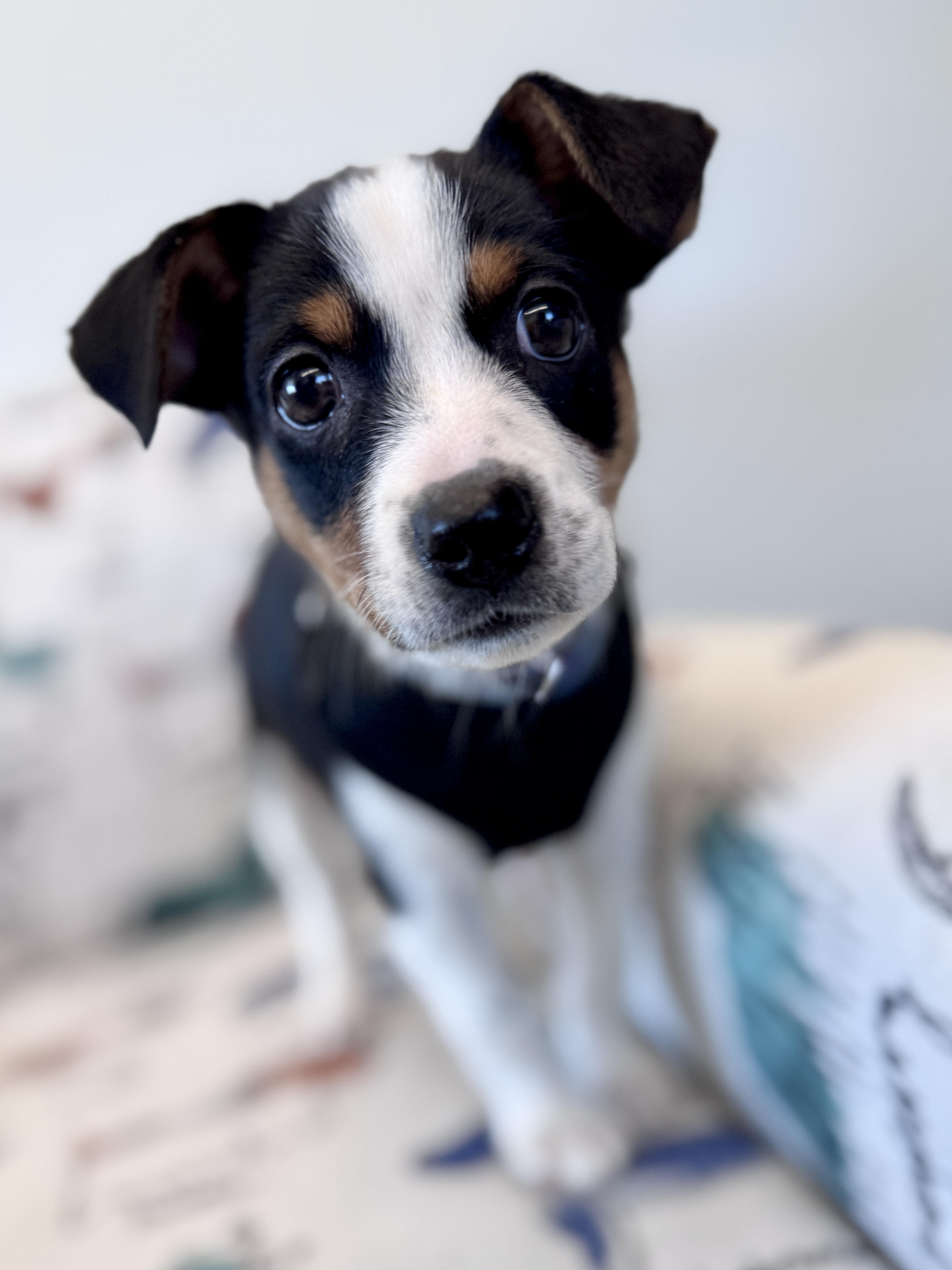 Enlarge Stacey, an adopted mixed breed in Palatine, IL image 2/6