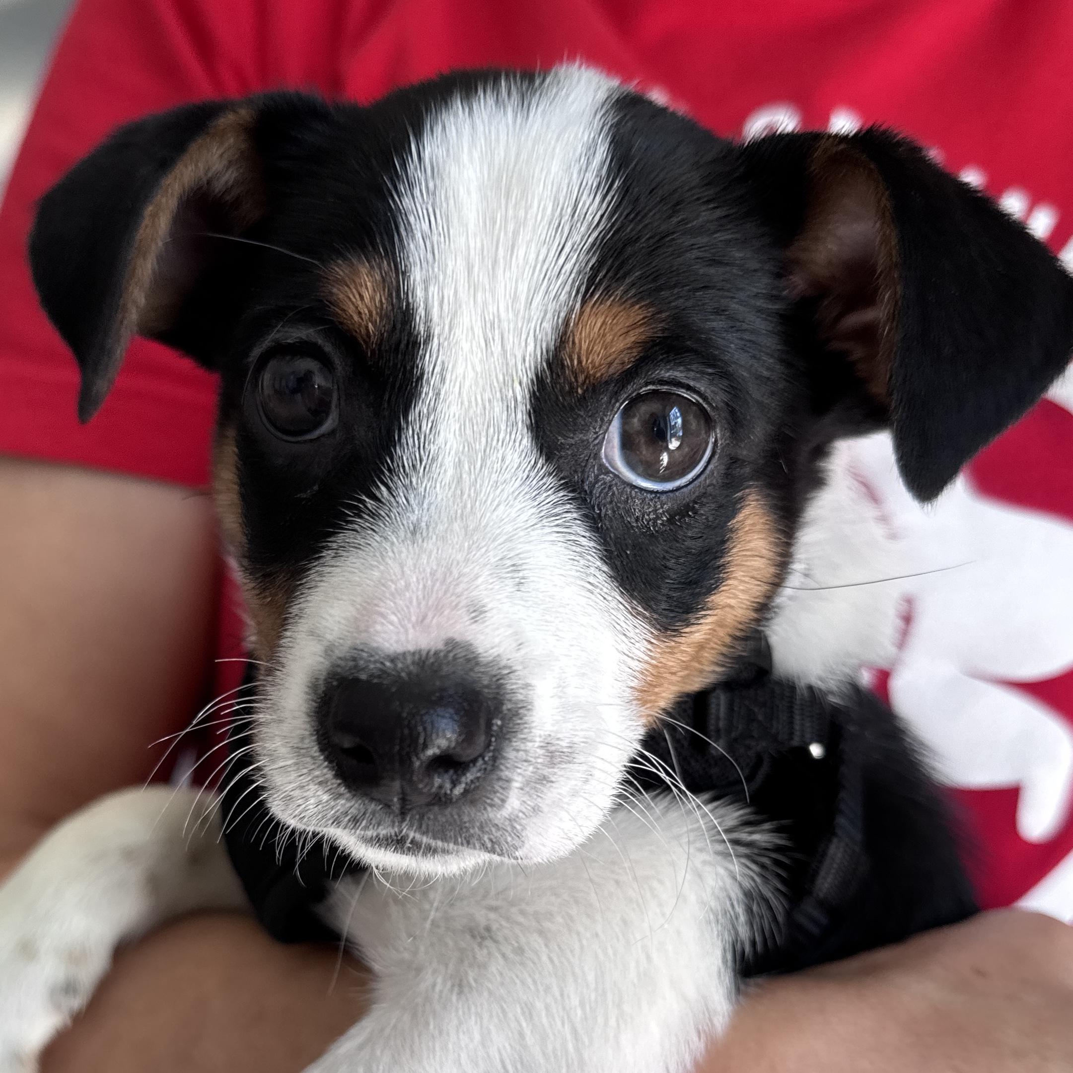 Stacey, adopted, Puppy Female Australian Shepherd & Hound.