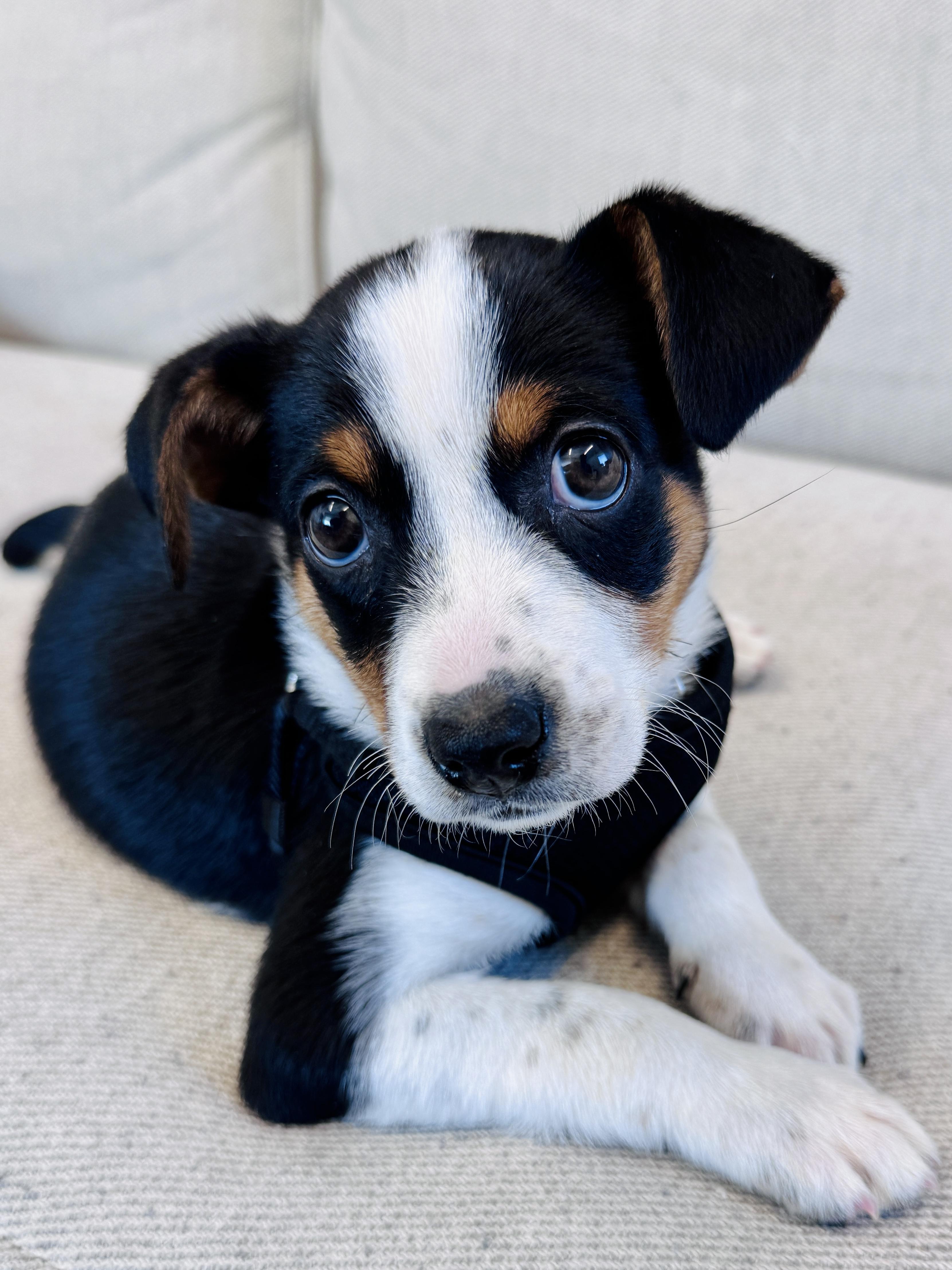 Enlarge Stacey, an adopted mixed breed in Palatine, IL image 4/6