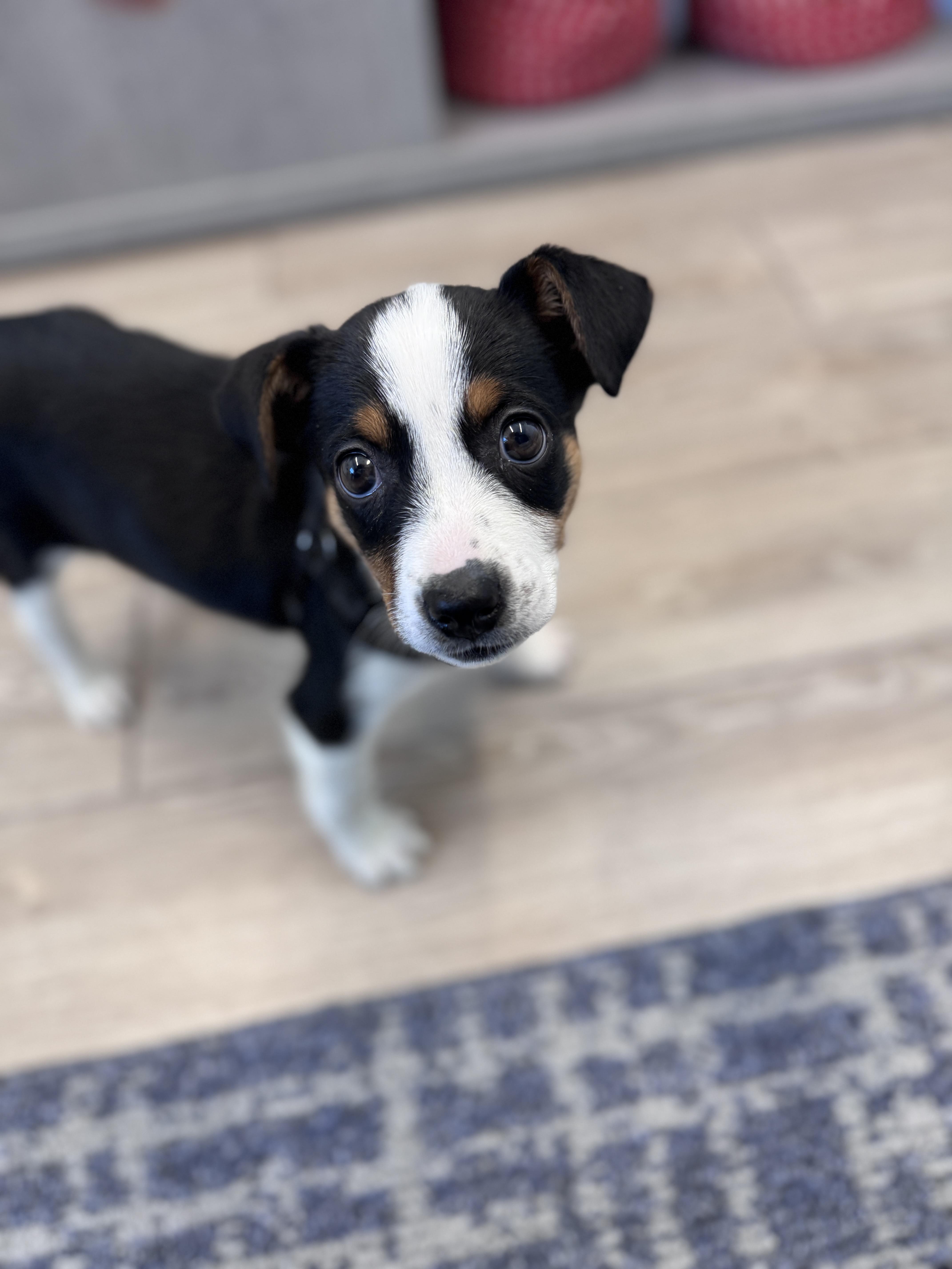 Enlarge Stacey, an adopted mixed breed in Palatine, IL image 6/6