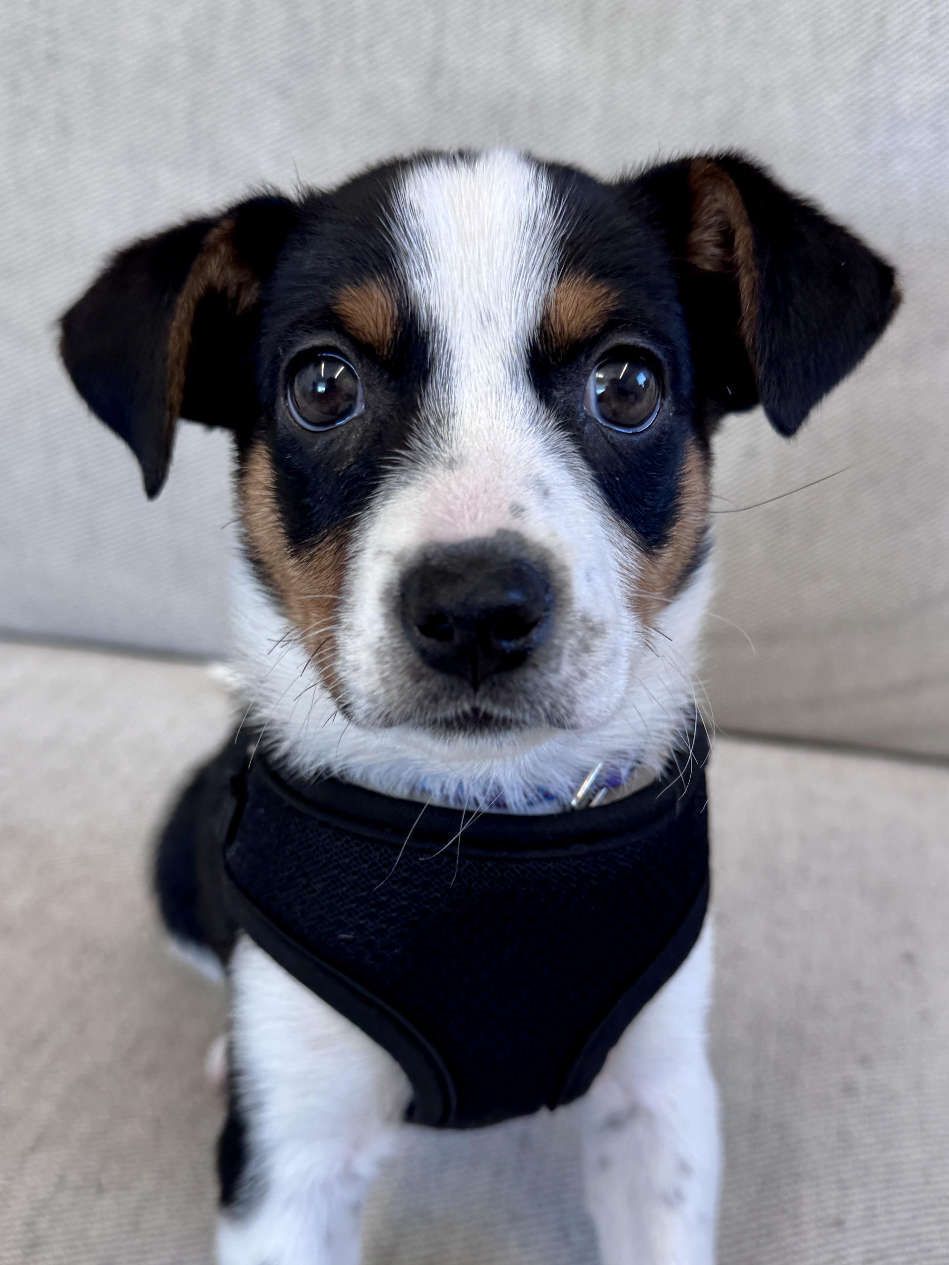 Enlarge Stacey, an adopted mixed breed in Palatine, IL image 5/6