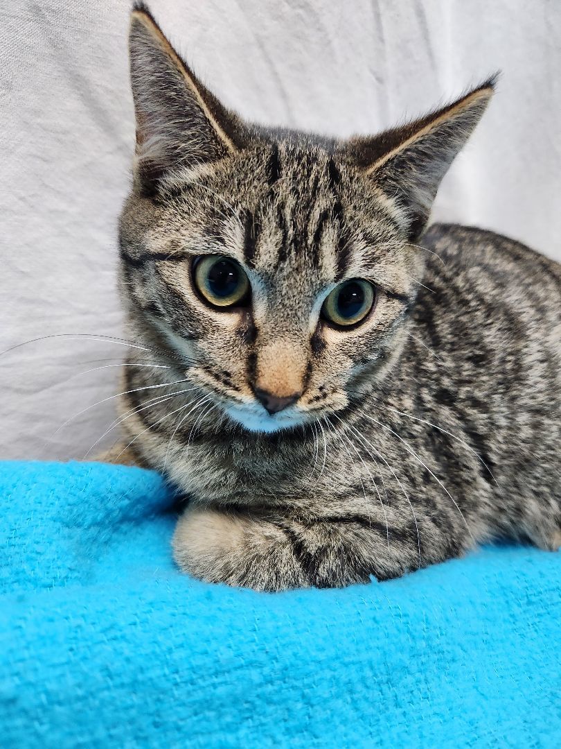 Cedar, a Adoptable Domestic Short Hair in Hawk Point, MO image 1/4