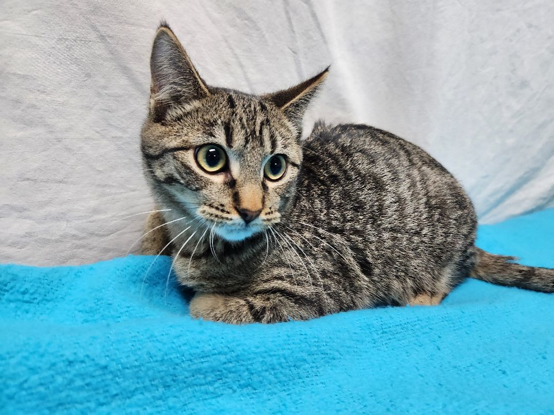 Cedar, a Adoptable Domestic Short Hair in Hawk Point, MO image 2/4