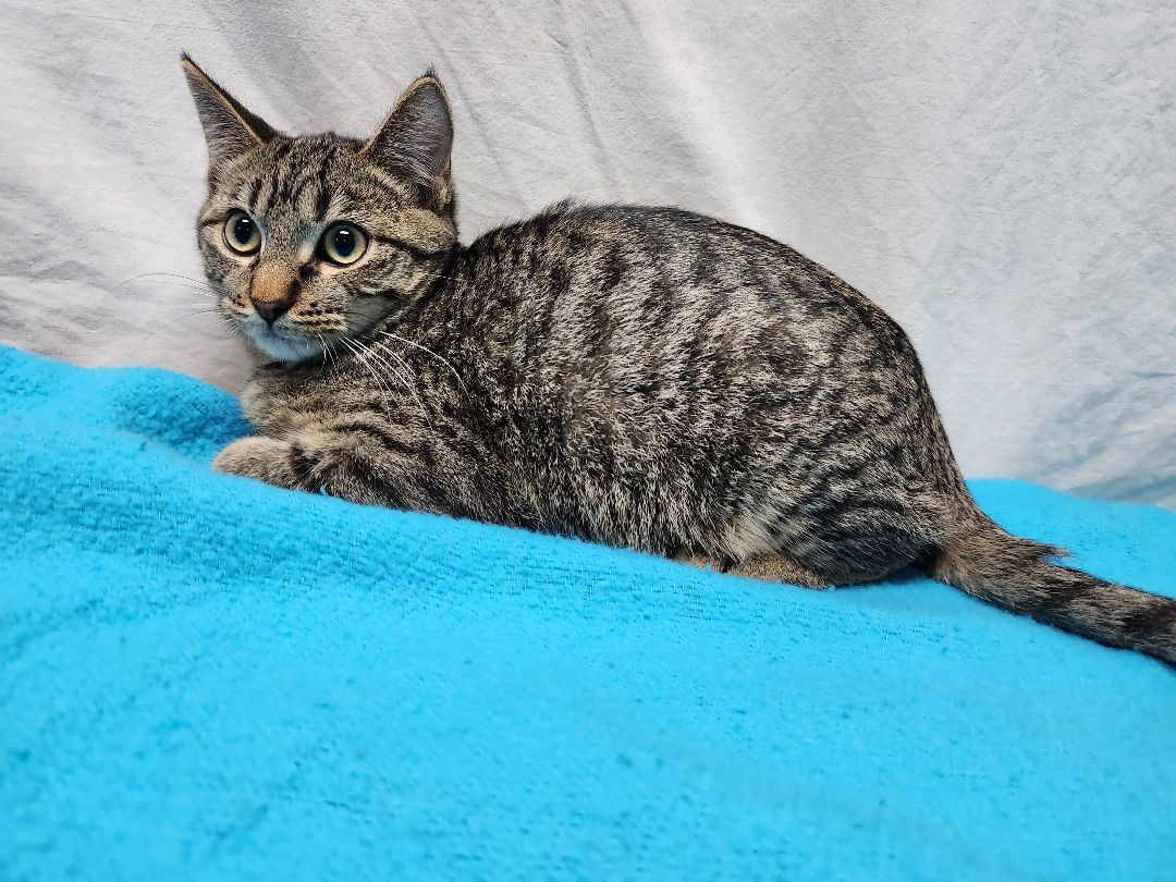 Cedar, a Adoptable Domestic Short Hair in Hawk Point, MO image 3/4