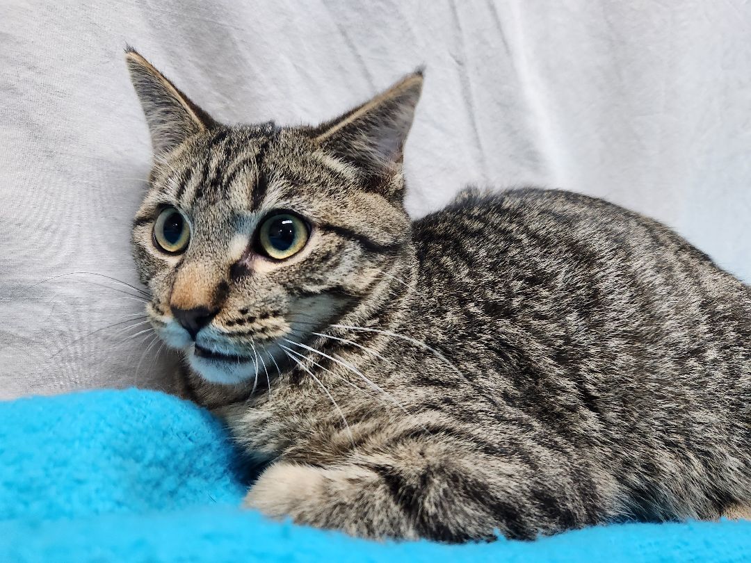 Cedar, a Adoptable Domestic Short Hair in Hawk Point, MO image 4/4