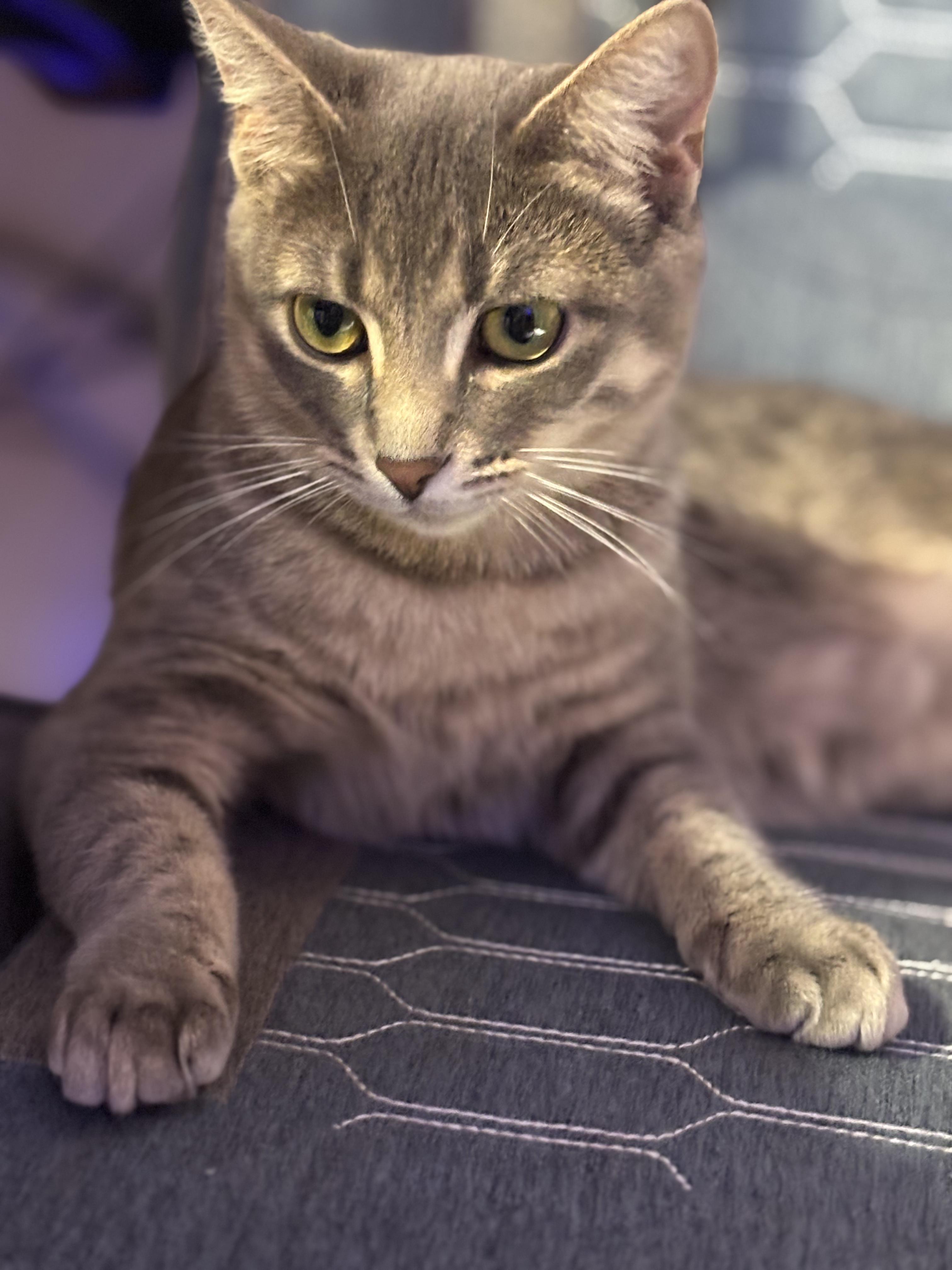 Enlarge Bagel, a ADOPTABLE Tabby in Belleville, IL image 1/3