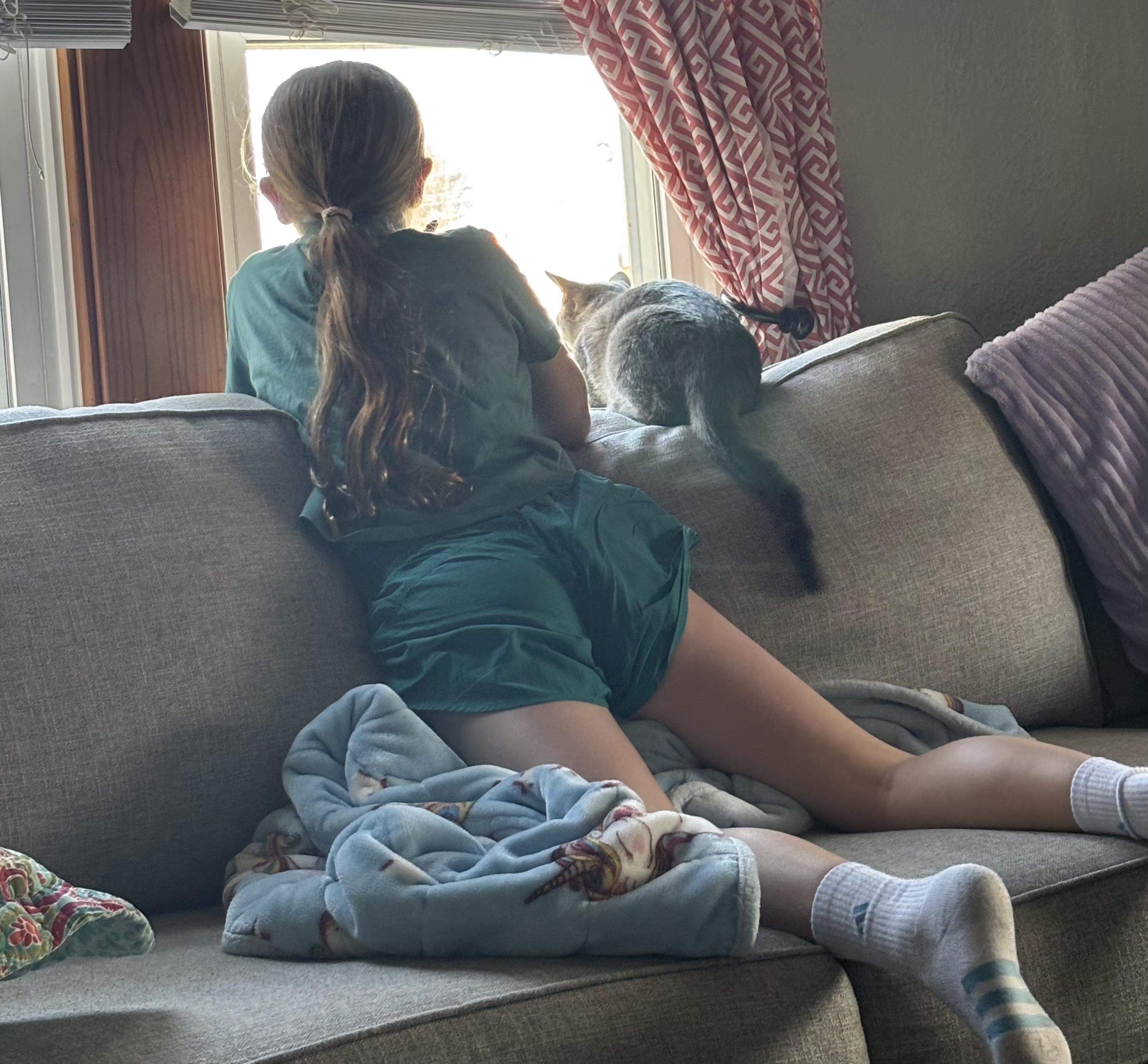 Enlarge Bagel, a ADOPTABLE Tabby in Belleville, IL image 3/3