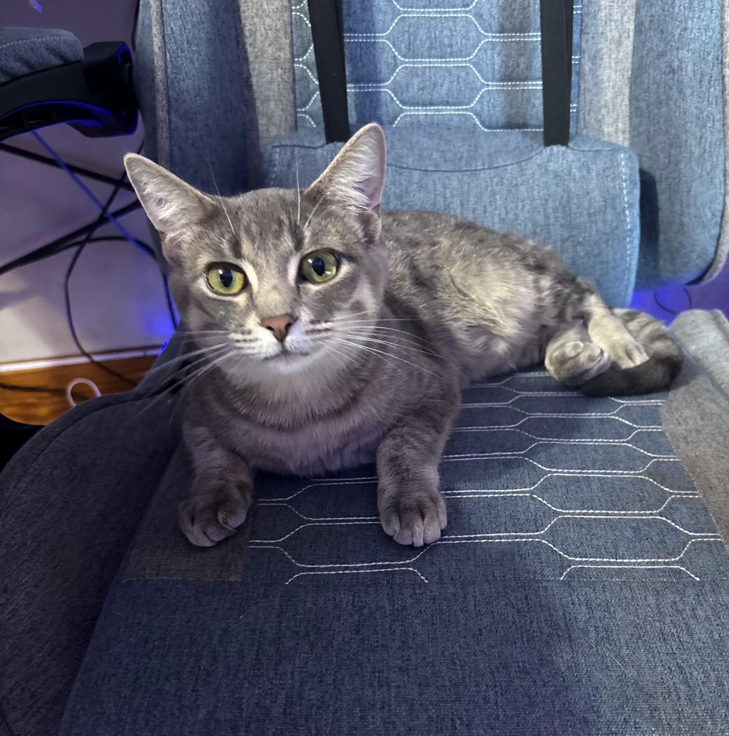 Enlarge Bagel, a ADOPTABLE Tabby in Belleville, IL image 2/3