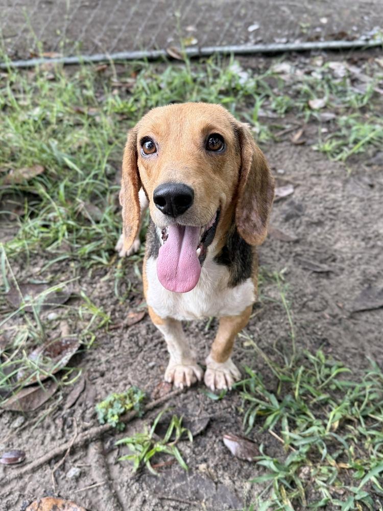 Billy Ray, Adoptable, Adult Male Beagle.