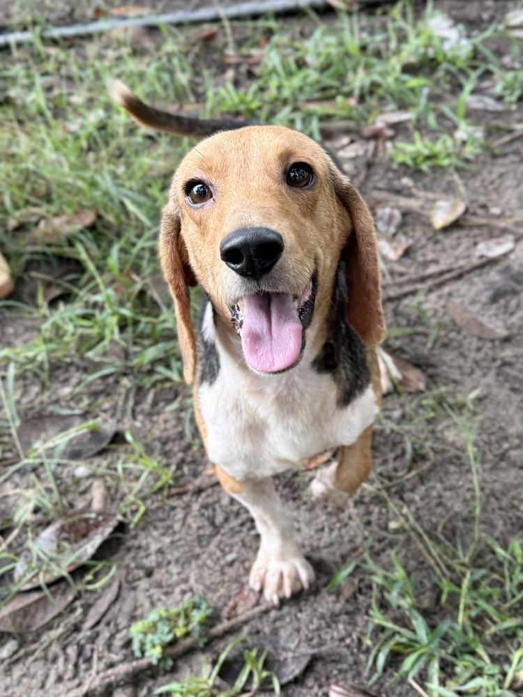 Enlarge Billy Ray, a Adoptable Beagle in Charleston, SC image 2/3