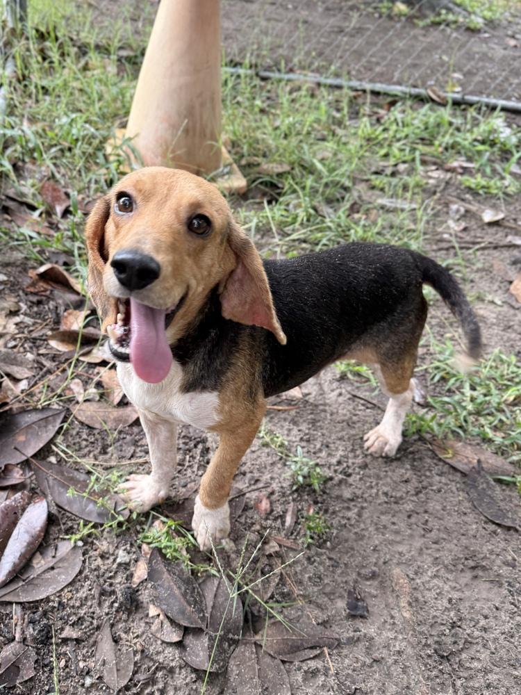 Enlarge Billy Ray, a Adoptable Beagle in Charleston, SC image 3/3