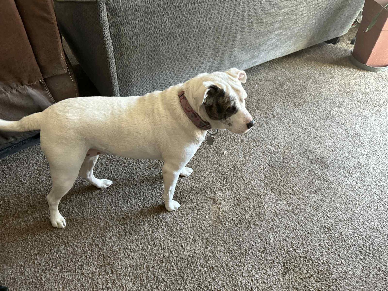 Enlarge Delta, a Adoptable mixed breed in Brooksville, FL image 1/3