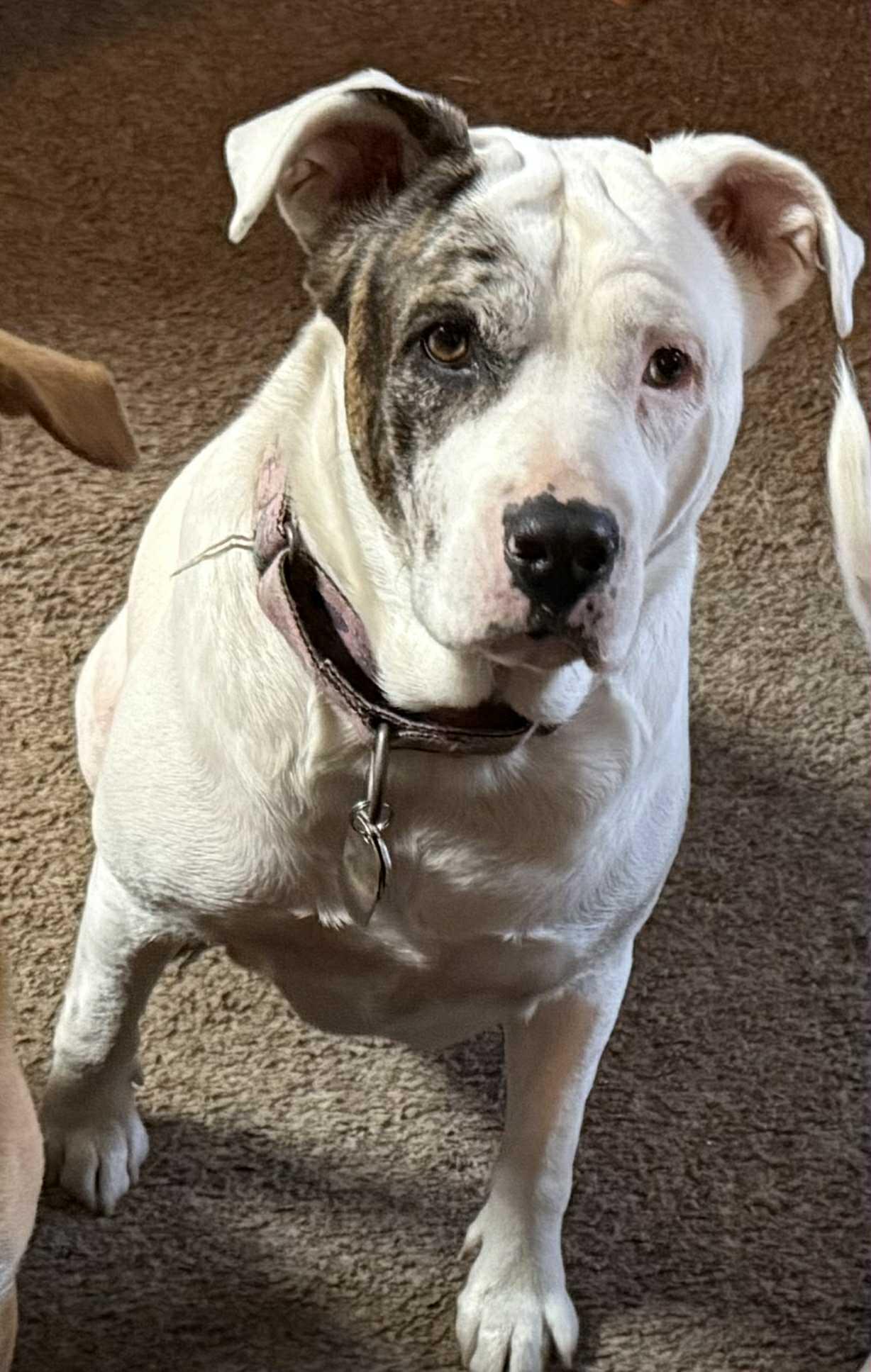 Enlarge Delta, a Adoptable mixed breed in Brooksville, FL image 2/3