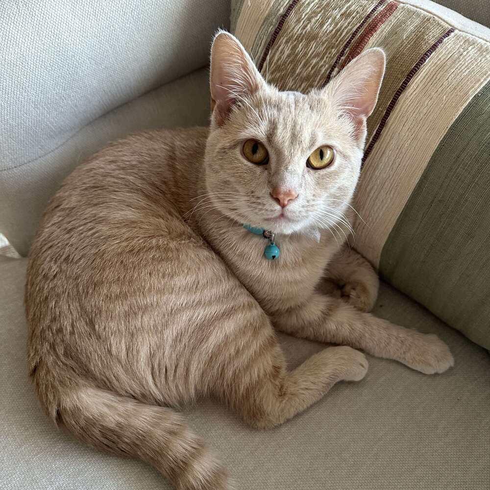 Jax, Adoptable, Young Male Domestic Short Hair.