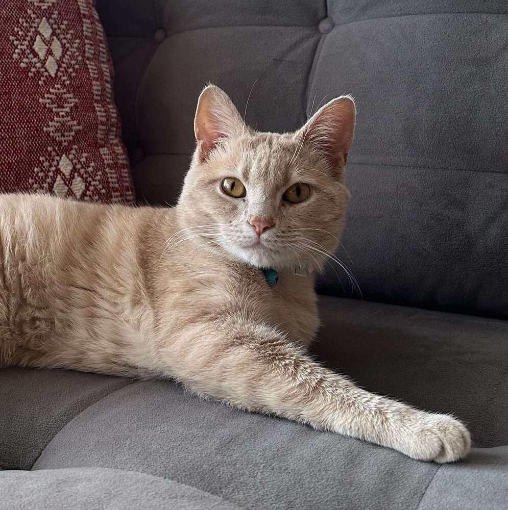 Jax, a Adoptable Domestic Short Hair in Chicago, IL image 2/6