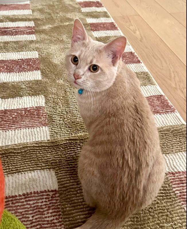 Jax, a Adoptable Domestic Short Hair in Chicago, IL image 4/6