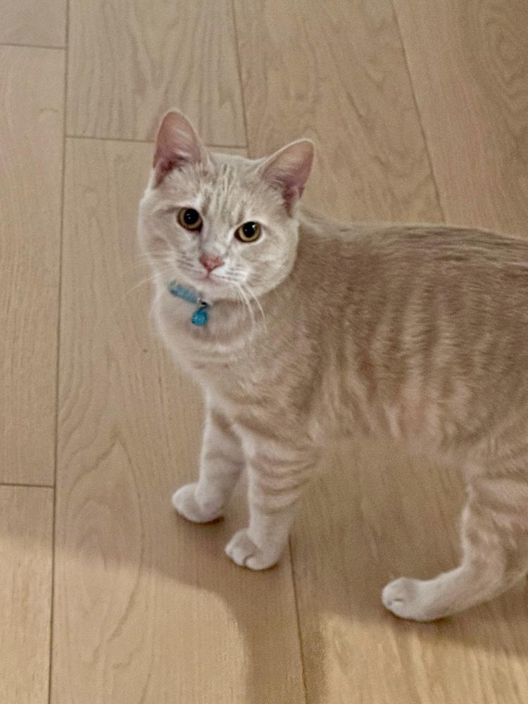 Jax, a Adoptable Domestic Short Hair in Chicago, IL image 5/6