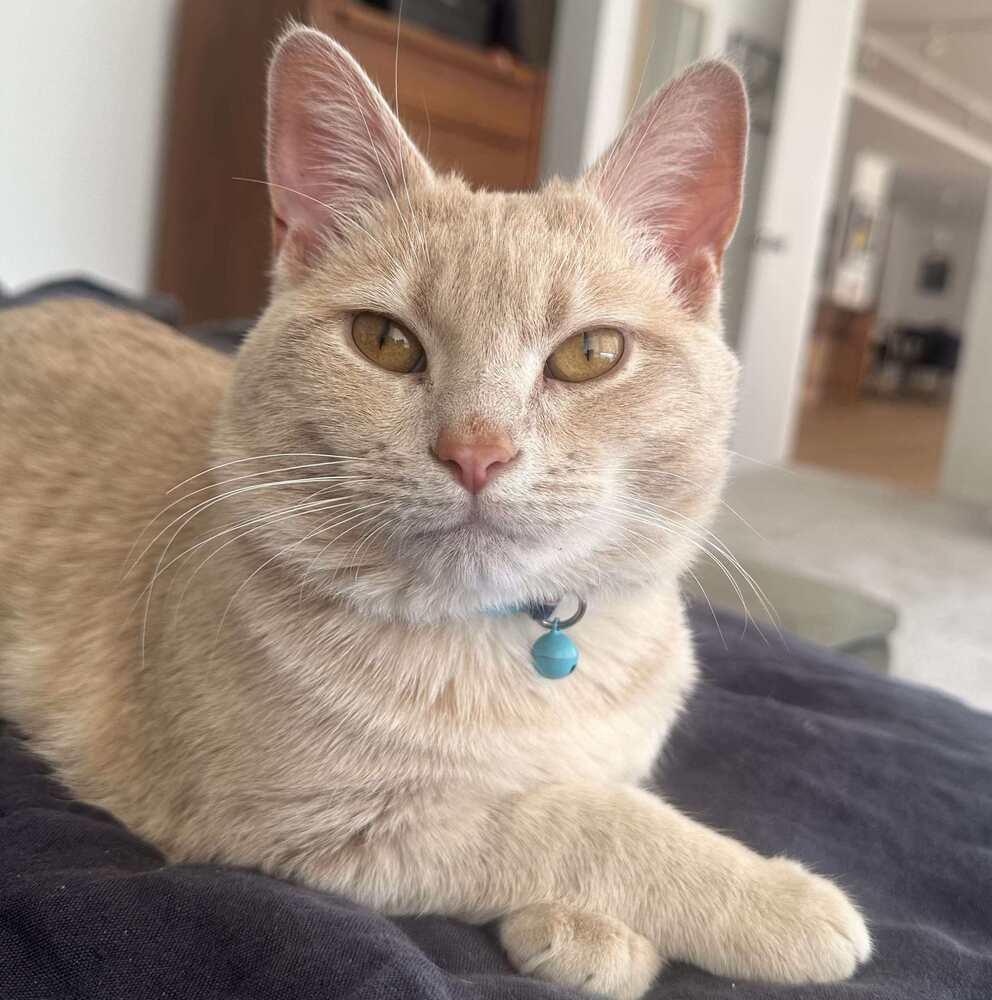 Jax, a Adoptable Domestic Short Hair in Chicago, IL image 6/6