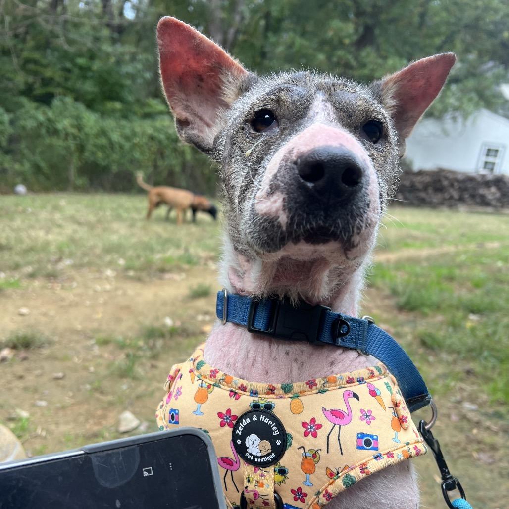 Enlarge Full on Monet, a Adoptable Mixed Breed in Fredericksburg, VA image 1/6