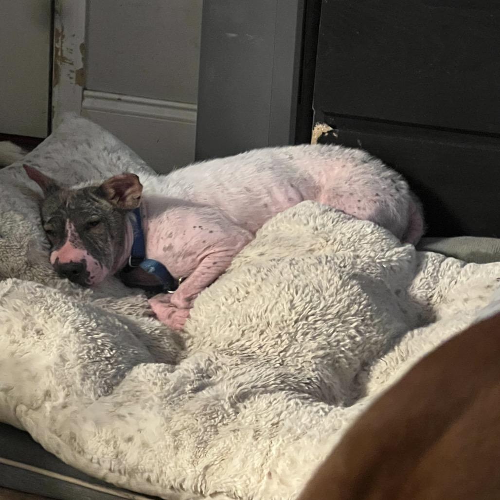 Enlarge Full on Monet, a Adoptable Mixed Breed in Fredericksburg, VA image 2/6