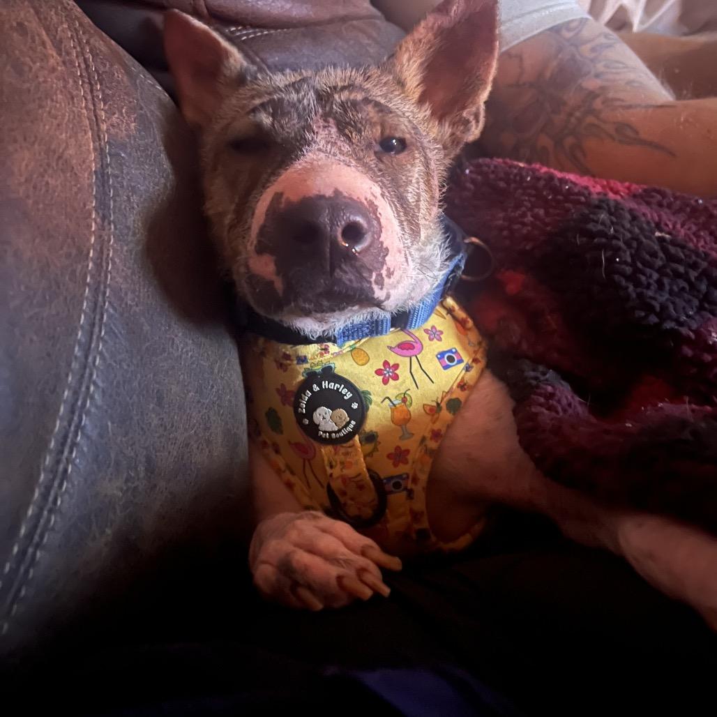 Enlarge Full on Monet, a Adoptable Mixed Breed in Fredericksburg, VA image 3/6