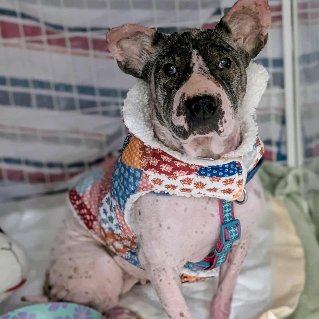 Enlarge Full on Monet, a Adoptable Mixed Breed in Fredericksburg, VA image 5/6