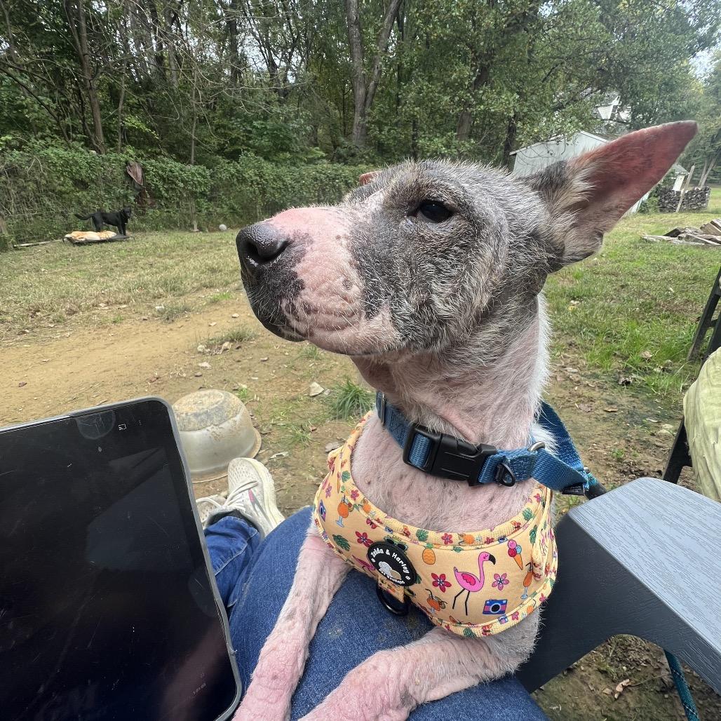 Enlarge Full on Monet, a Adoptable Mixed Breed in Fredericksburg, VA image 6/6