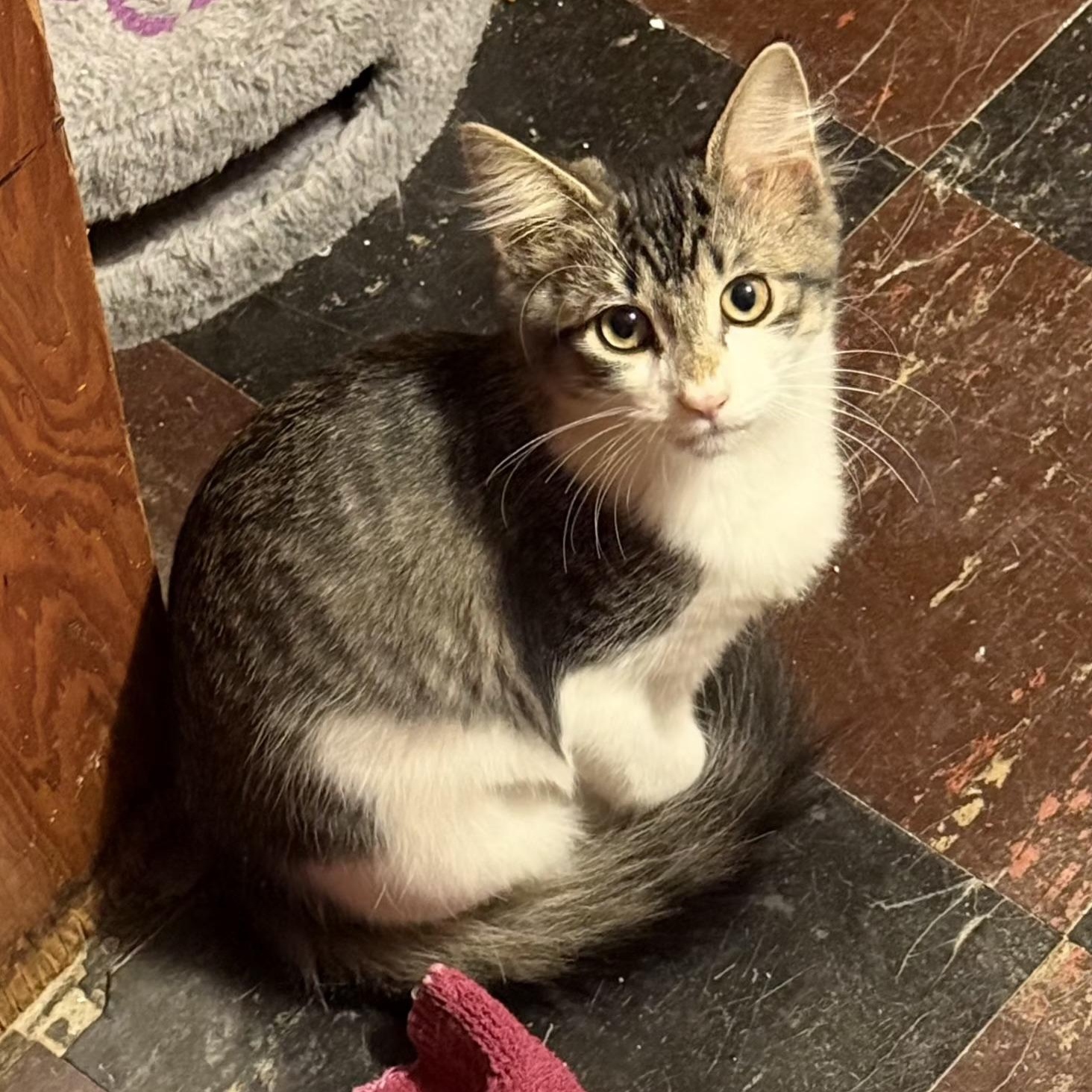 Oregano, ADOPTABLE, Kitten Male Tabby.