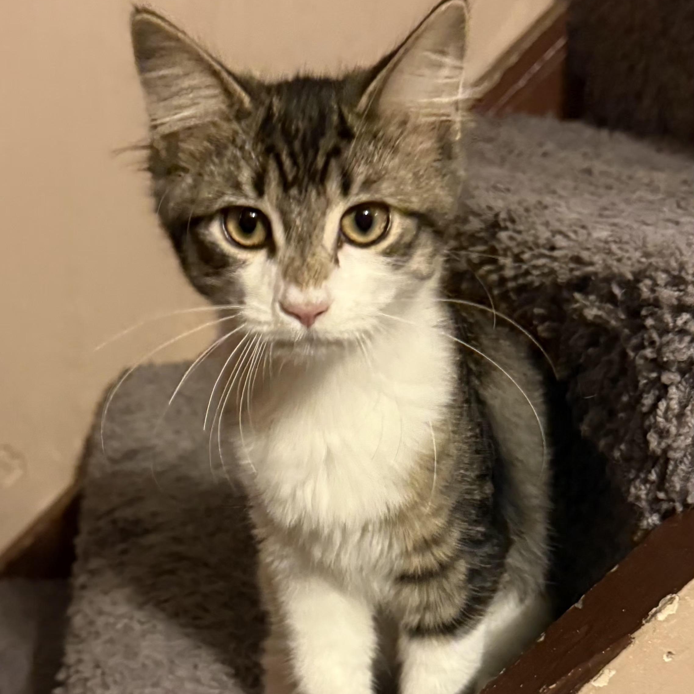 Oregano, a ADOPTABLE mixed breed in South Park, PA image 2/4