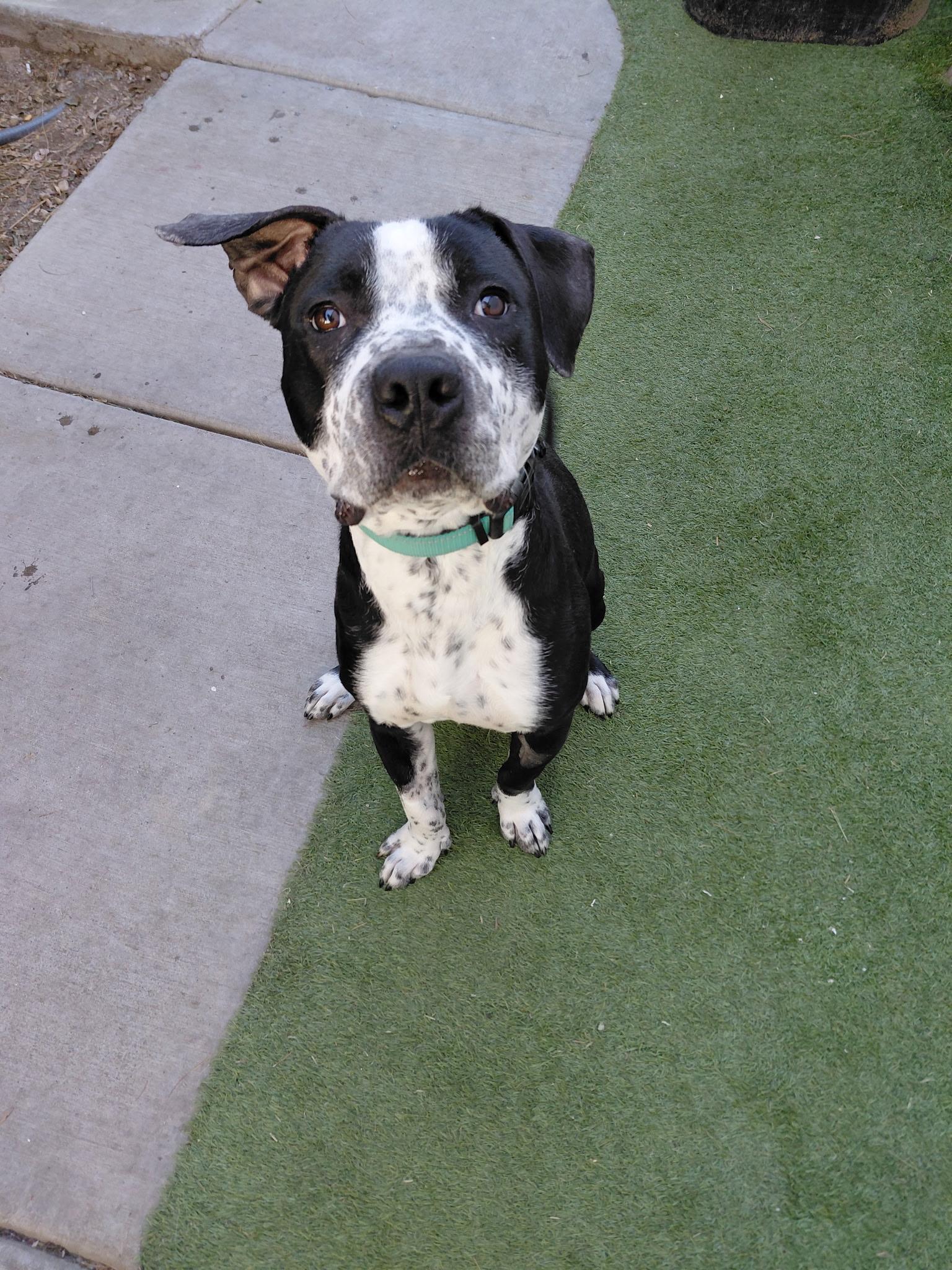 Enlarge BRUTUS, an adopted Pit Bull Terrier in Las Vegas, NV image 1/3