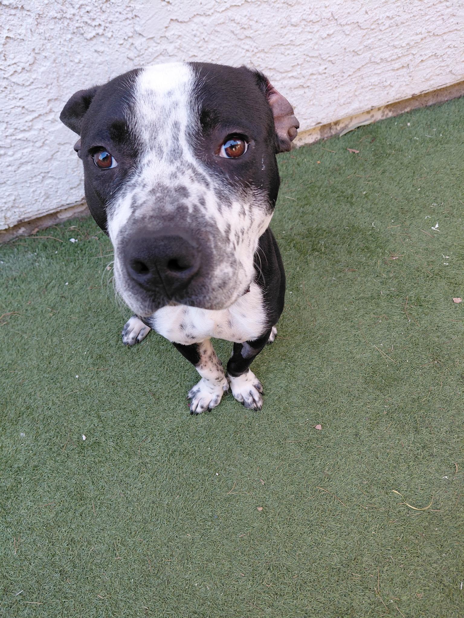 Enlarge BRUTUS, an adopted Pit Bull Terrier in Las Vegas, NV image 2/3