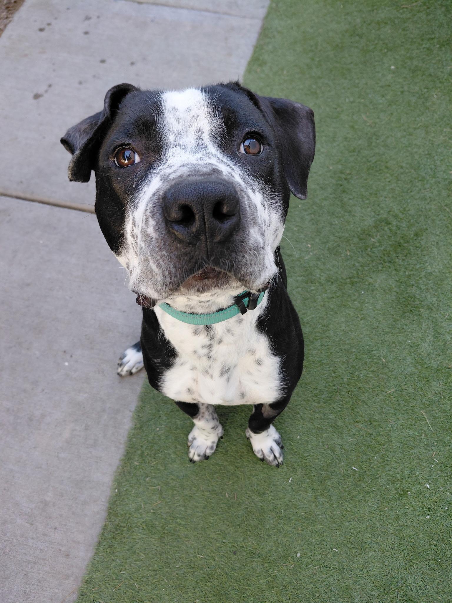Enlarge BRUTUS, an adopted Pit Bull Terrier in Las Vegas, NV image 3/3