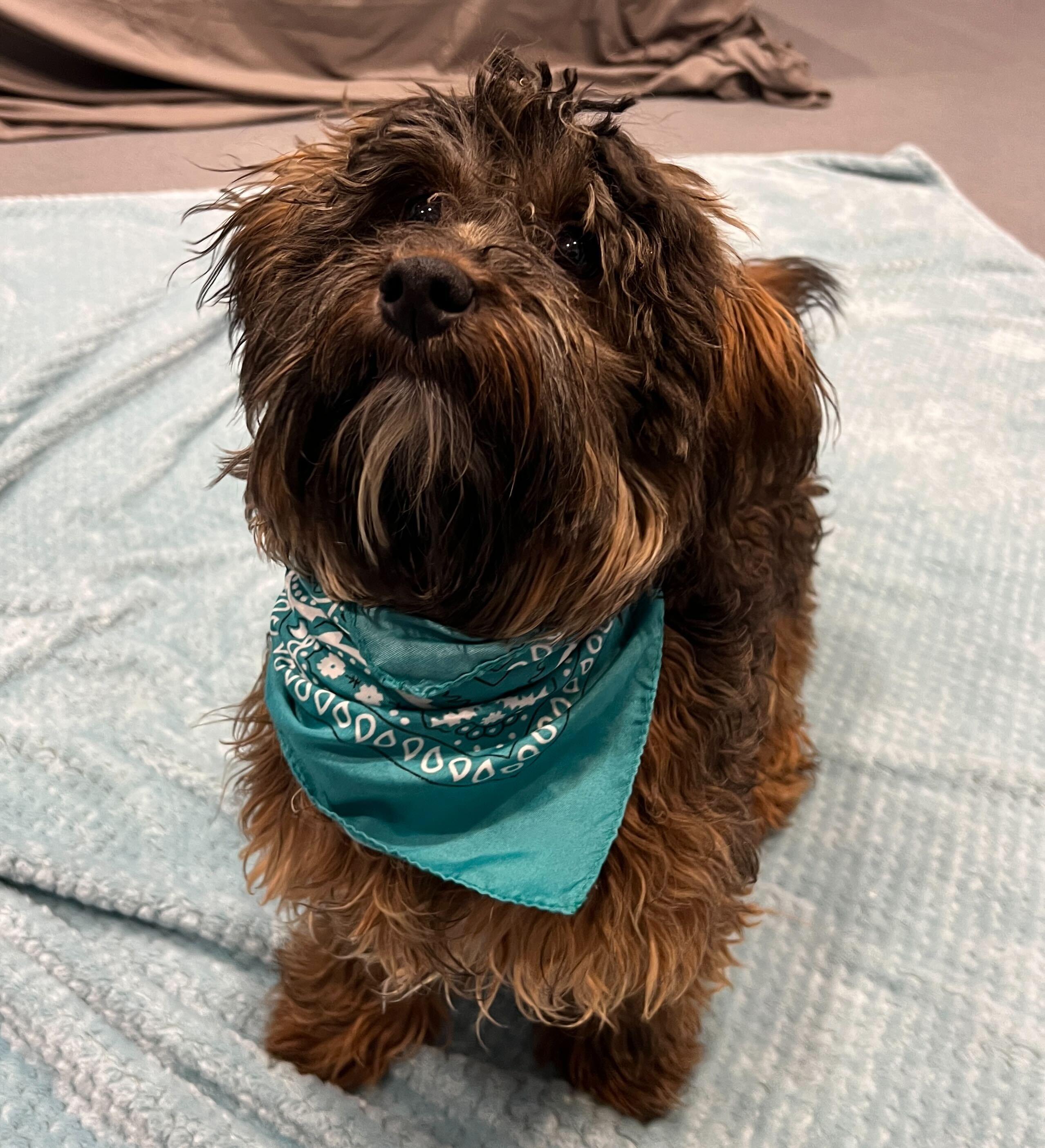 Enlarge J.D., an adopted Mixed Breed in Canal Winchester, OH image 4/4