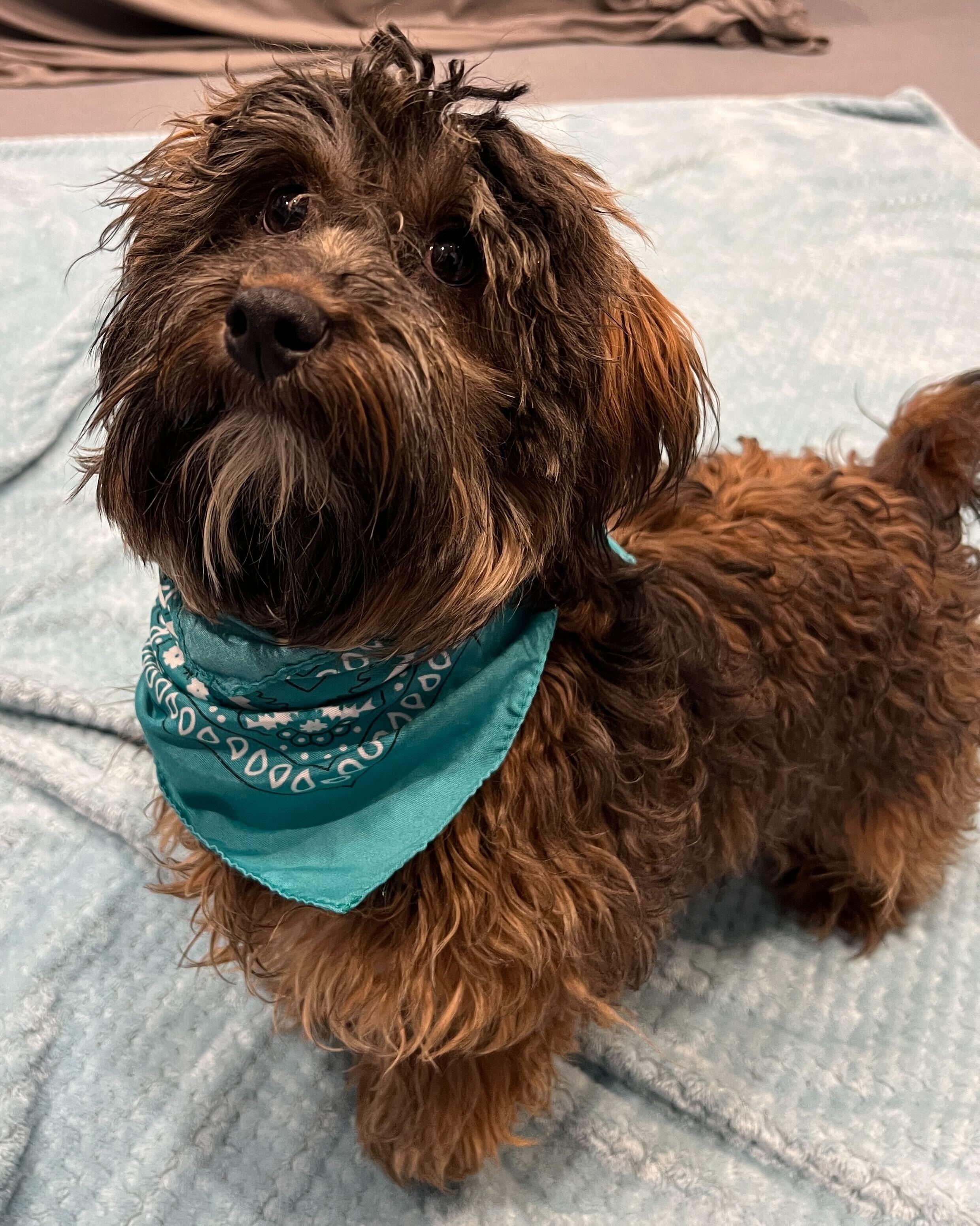 Enlarge J.D., an adopted Mixed Breed in Canal Winchester, OH image 2/4