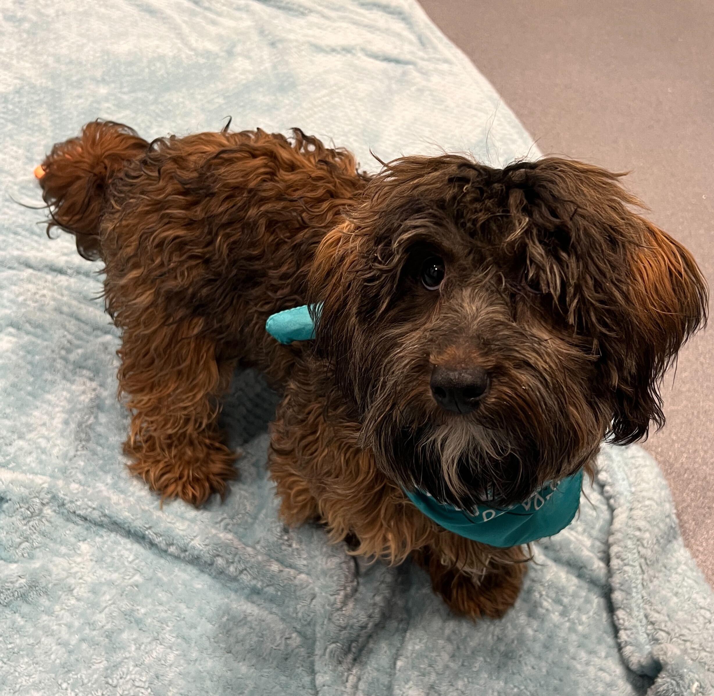 Enlarge J.D., an adopted Mixed Breed in Canal Winchester, OH image 1/4