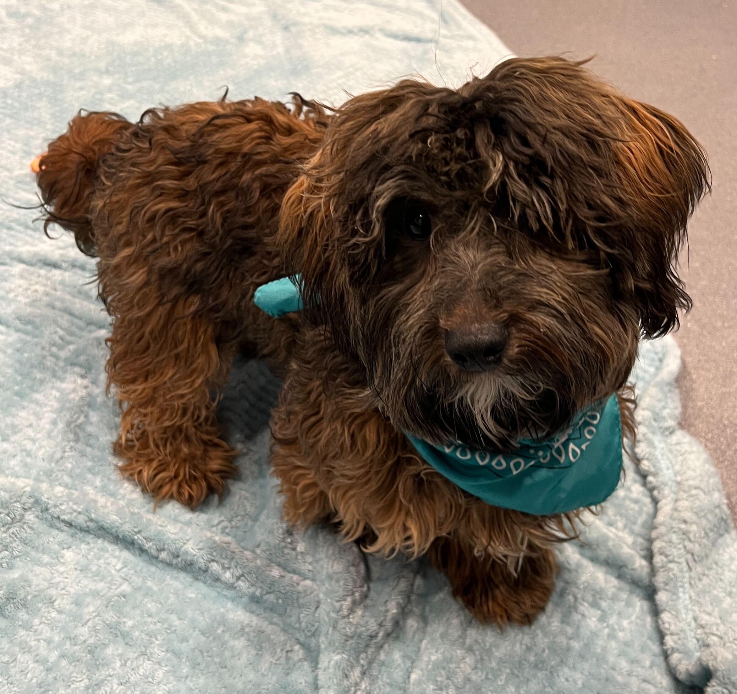 Enlarge J.D., an adopted Mixed Breed in Canal Winchester, OH image 3/4