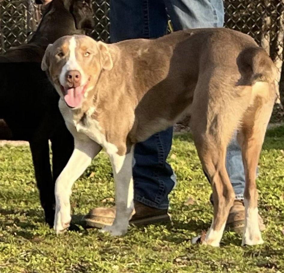 Leo, Adoptable, Adult Male Hound & Australian Shepherd.